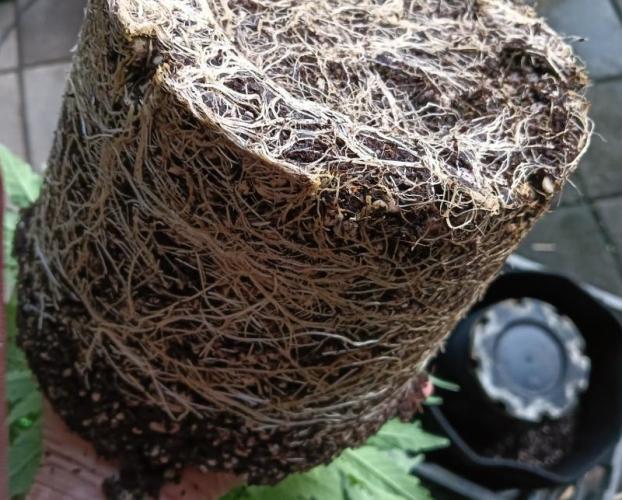 First reversal.. Week 4