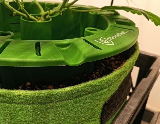 First reversal.. Week 4