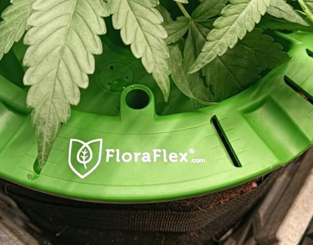 First reversal.. Week 4