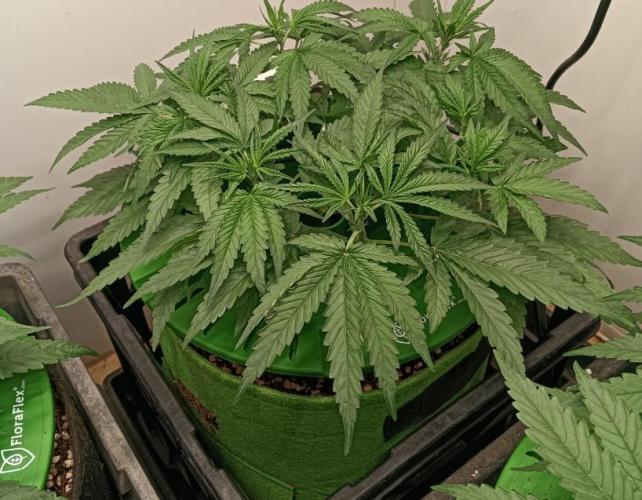 First reversal.. Week 4