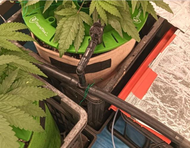 First reversal.. Week 4