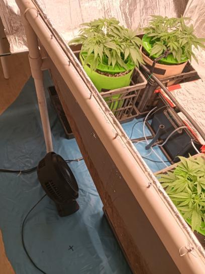 First reversal.. Week 4