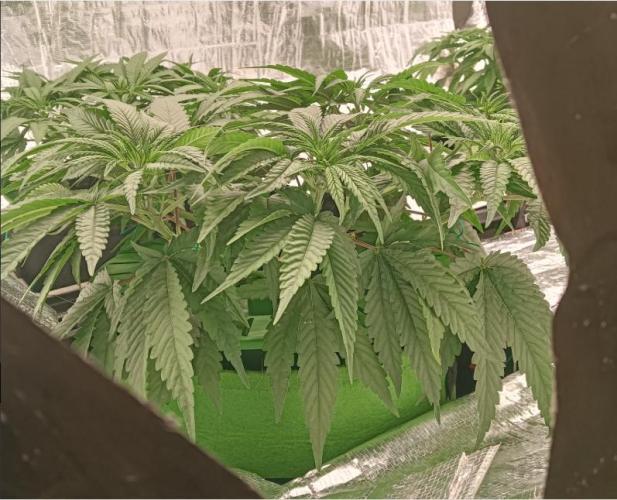 Fina clones.. Week 5