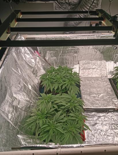 Fina clones.. Week 5