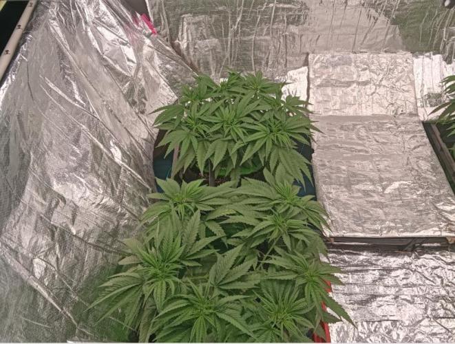Fina clones.. Week 5