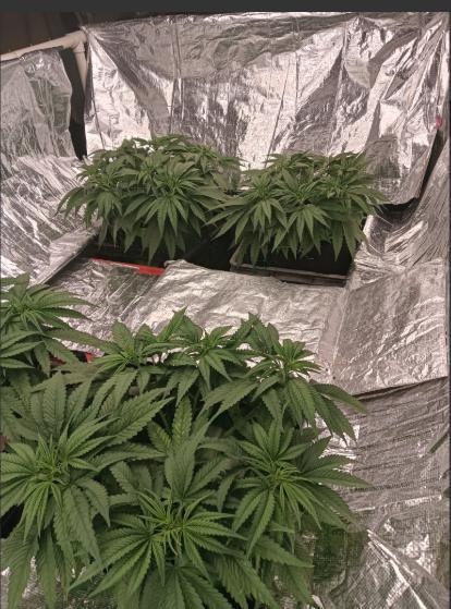 Fina clones.. Week 5
