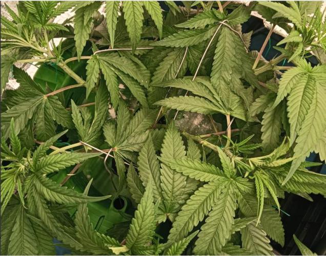 Fina clones.. Week 5