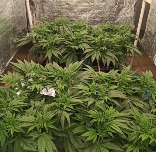 Fina clones.. Week 6
