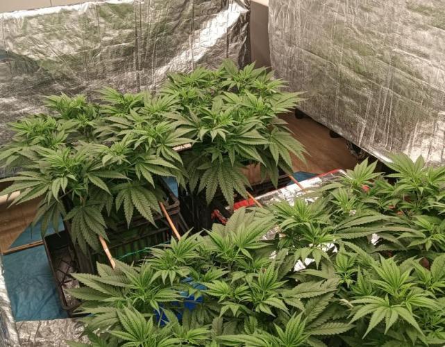 Fina clones.. Week 6