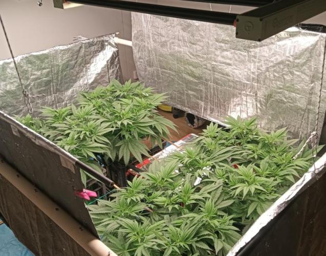 Fina clones.. Week 6