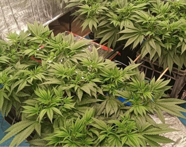 Fina clones.. Week 6