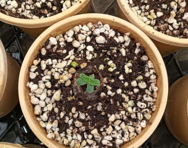 Bush weed,. Week 0 - cabbage?