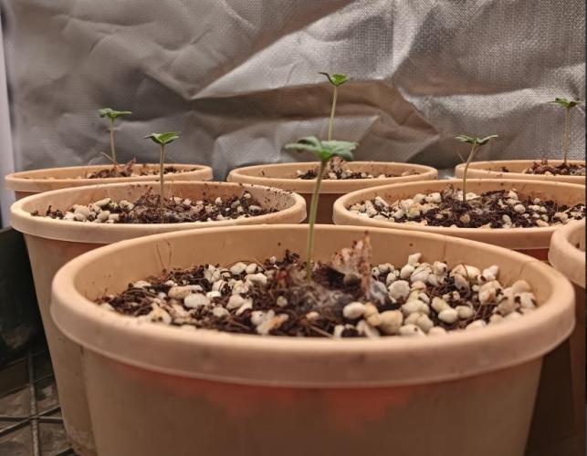 Bush weed,. Week 0 - bet ya stretch is a male.