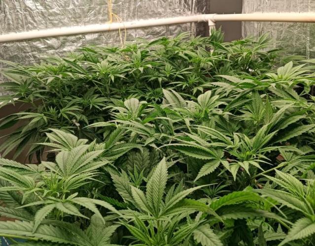Fina clones.. Week 7 - nice stretch.
