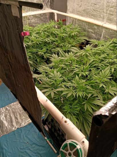 Fina clones.. Week 7 - One clump or two?