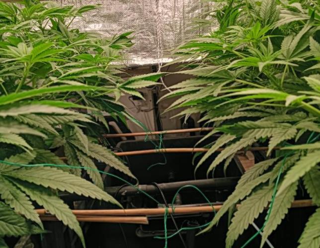 Fina clones.. Week 7 - Mike's inspiration...