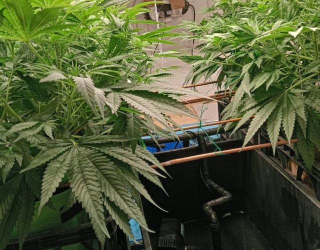 Fina clones.. Week 7 - Every garden needs a water feature.
