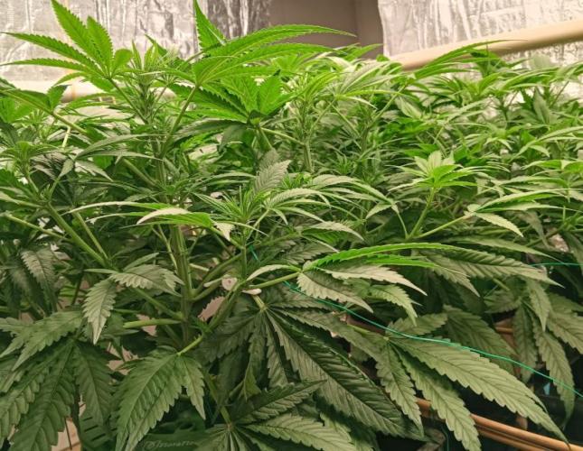 Fina clones.. Week 7 - Girl's skirts.