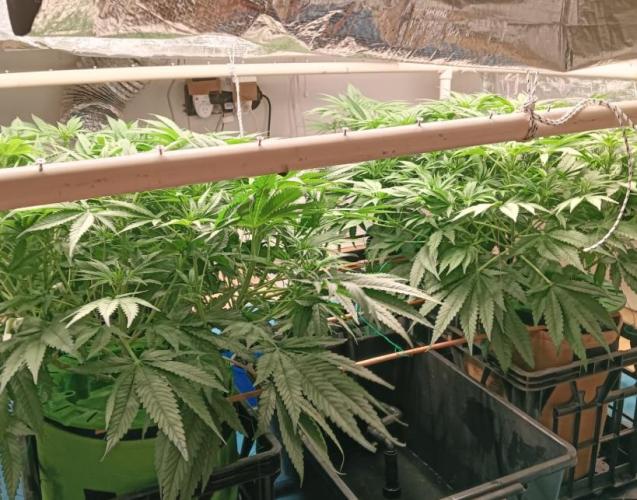 Fina clones.. Week 7