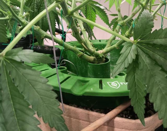 Fina clones.. Week 7 - Bud scaffolding.