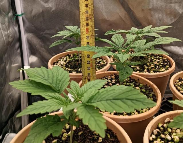 Bush weed,. Week 1