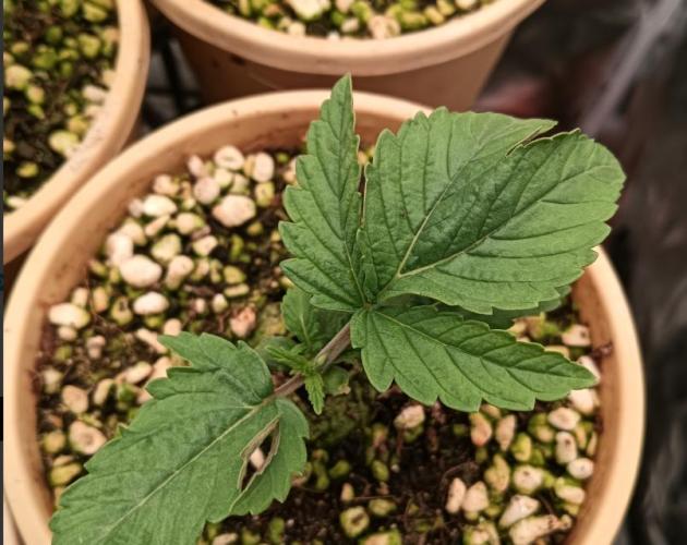 Bush weed,. Week 1 - no main grow tip