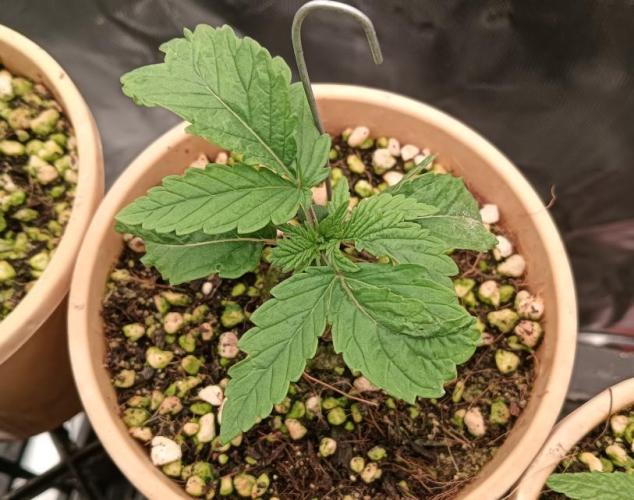 Bush weed,. Week 1 - another mutation