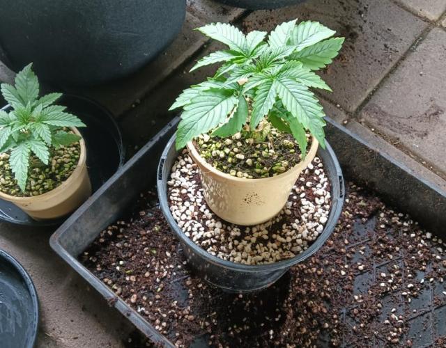 Bush weed,. Week 1 - day 15