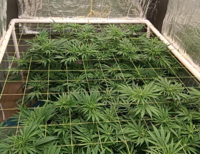 Fina clones.. Week 8