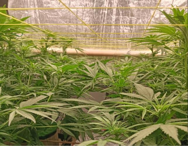 Fina clones.. Week 8
