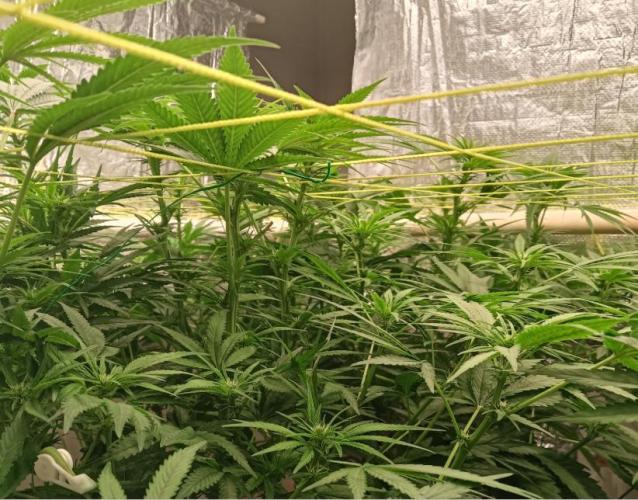 Fina clones.. Week 8