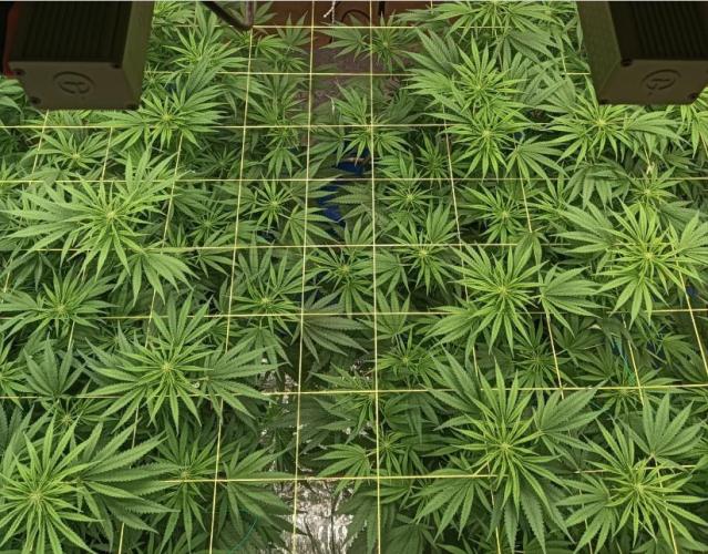 Fina clones.. Week 8