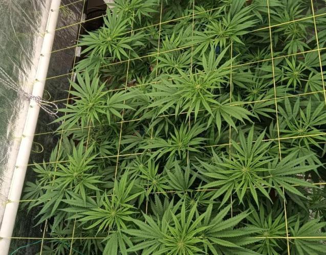 Fina clones.. Week 8