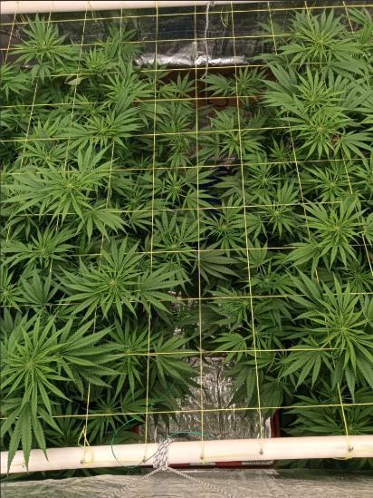 Fina clones.. Week 8