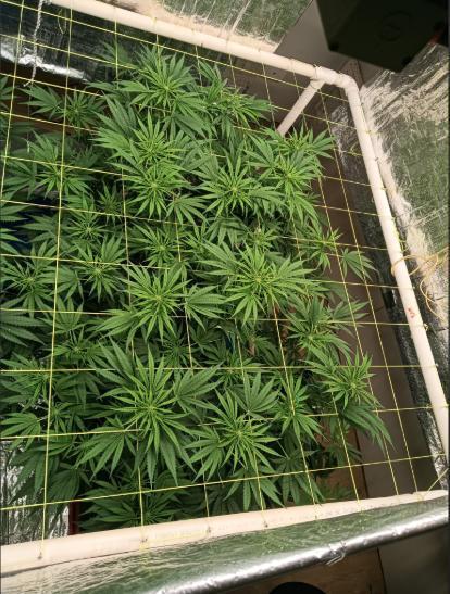 Fina clones.. Week 8