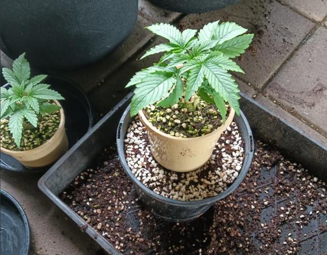 Bush weed,. Week 2