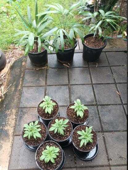 Bush weed,. Week 2