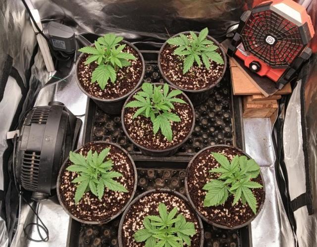Bush weed,. Week 2