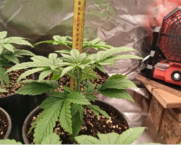 Bush weed,. Week 2