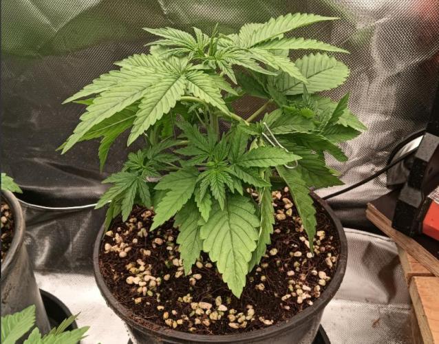 Bush weed,. Week 2