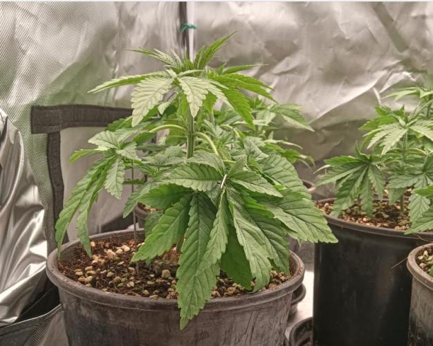 Bush weed,. Week 2