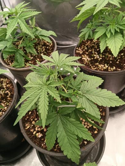 Bush weed,. Week 2