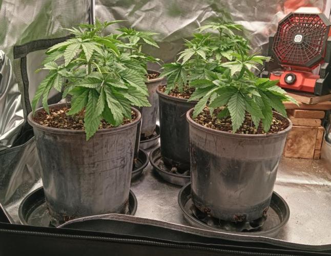 Bush weed,. Week 2