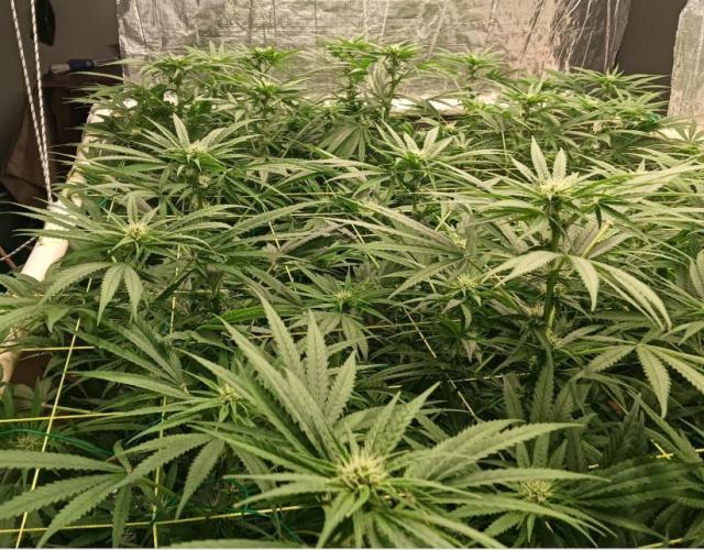 Fina clones.. Week 9