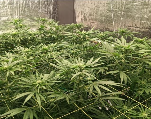 Fina clones.. Week 9