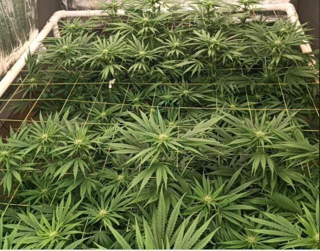 Fina clones.. Week 9