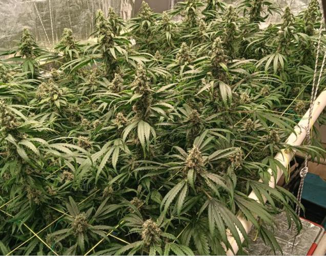 Fina clones.. Week 13