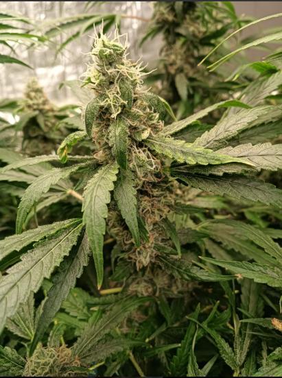 Fina clones.. Week 13