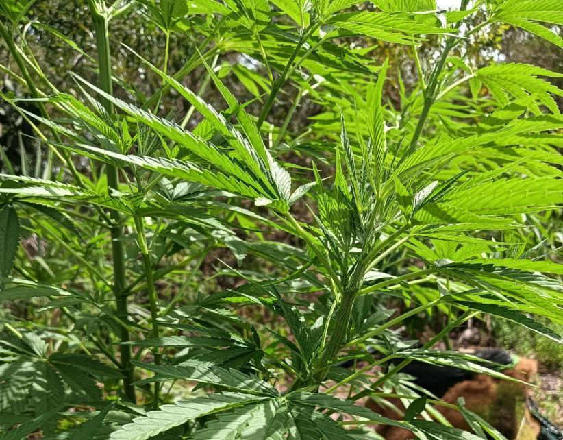 Bush weed,. Week 4