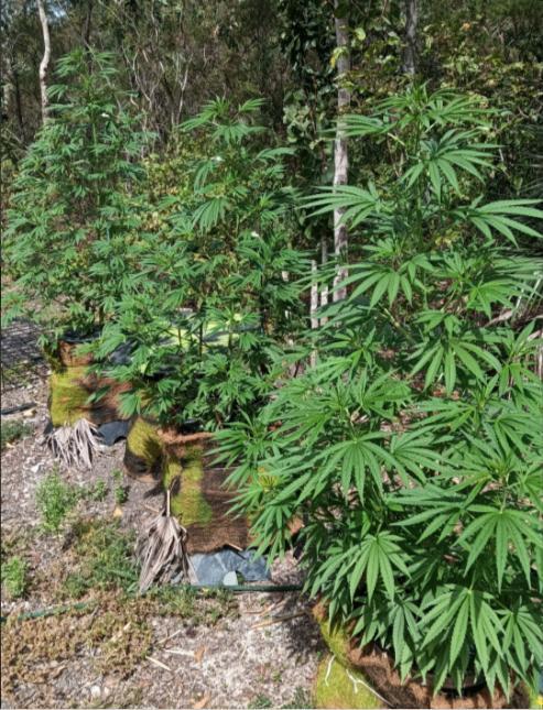 Bush weed,. Week 5